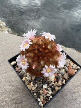 Mammillaria laui subducta